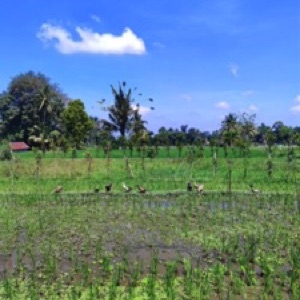 Bali sud, côte ouest : Kuta, Jimbaran et Uluwatu. Un juste milieu entre spiritualité des locaux et surtourisme 🫠.#bali #Indonesia